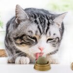 Kedi Otu Oyun Topu